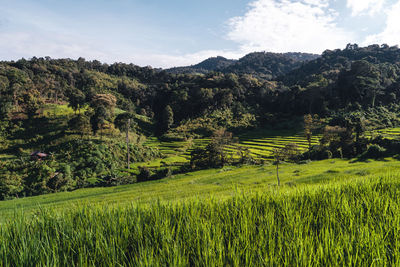 Scenic view of agricultural field against sky