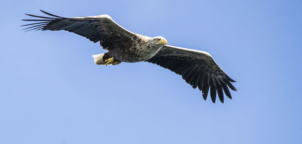 Low angle view of sea eagle flying against clear blue sky