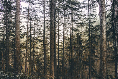 Pine trees in forest