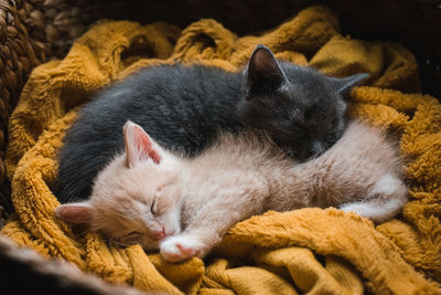 Two kittens curled up asleep together on a blanket in a wicker basket.