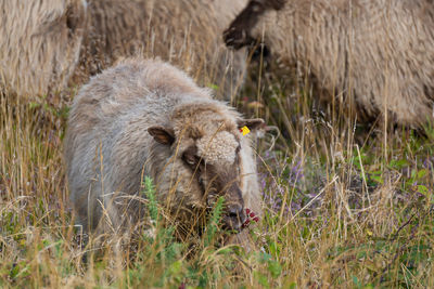 Sheep in a field