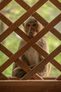 Long-tailed macaque sits outside wooden trellis window