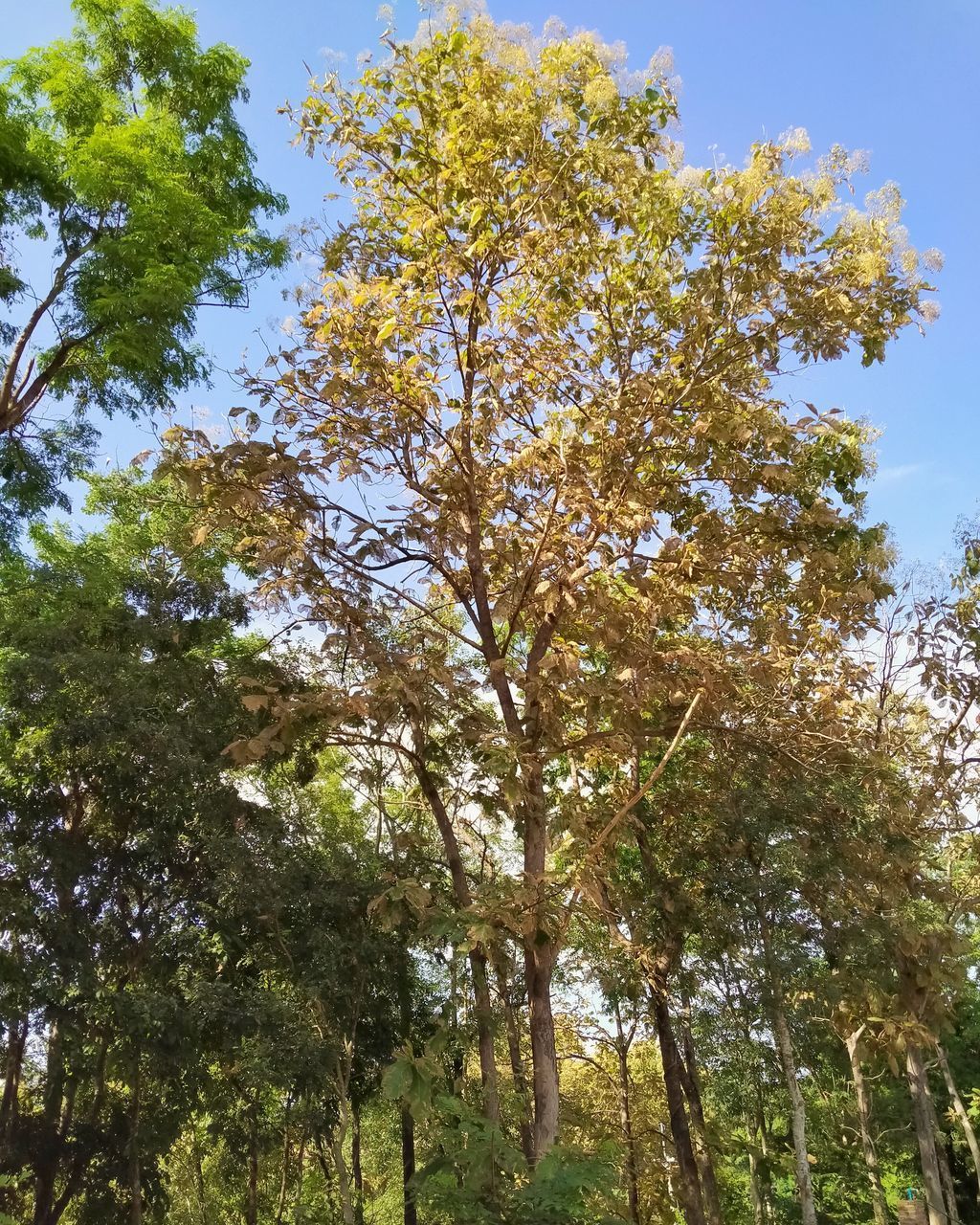 LOW ANGLE VIEW OF TREES AGAINST SKY DURING AUTUMN