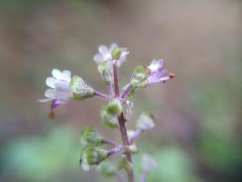 Close-up of purple flowering plant