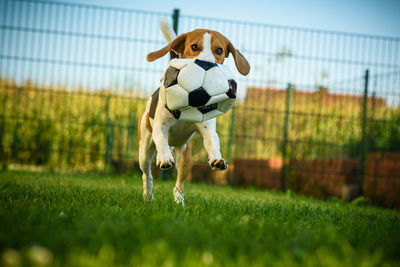 View of a dog on field