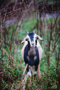 Squirrel standing on a field