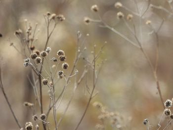 Close-up of dried plant on field