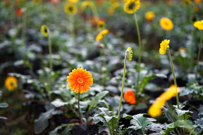 Close-up of yellow poppy flowers blooming on field