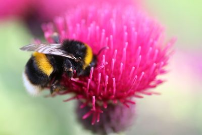 Close-up of bee on pink flower