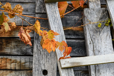 Fall colors, leaves against wooden background.