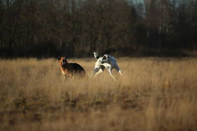 Two dogs on land