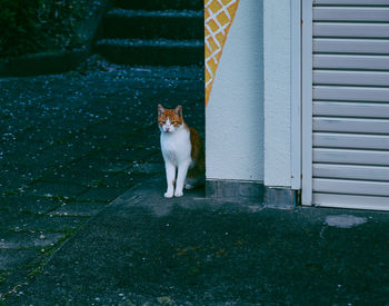 Portrait of cat sitting outdoors