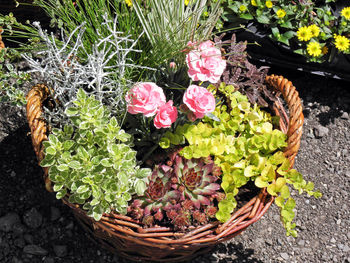 High angle view of flowers in basket