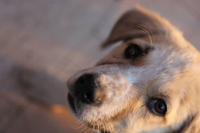 Close-up portrait of dog