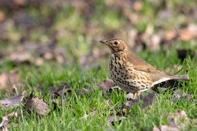 Close-up of bird perching on a field