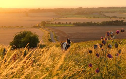 Scenic view of field against sky during sunset