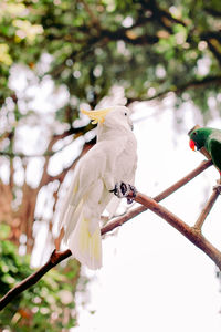 Low angle view of bird perching on branch