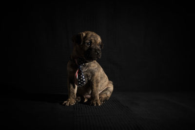 Portrait of puppy sitting against black background