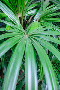 High angle view of palm leaf