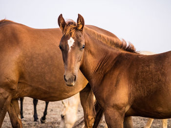 View of a horse