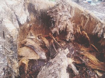 Close-up of logs on rock