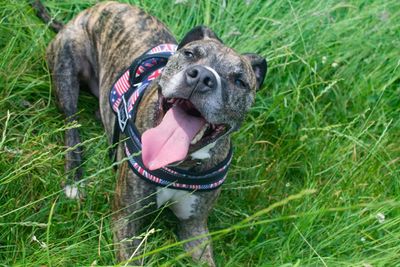 Portrait of dog sticking out tongue on grass