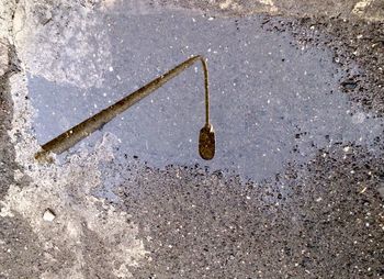 Reflection of trees in puddle