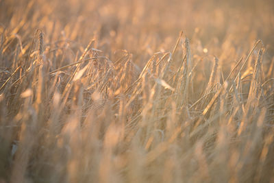 Close-up of wheat growing on field