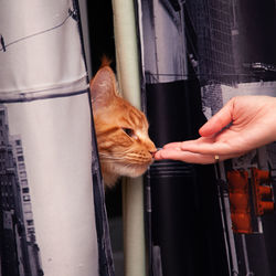 Close-up of hand holding cat