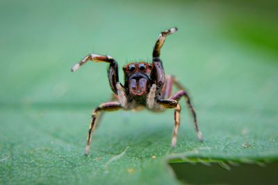 Close-up of spider