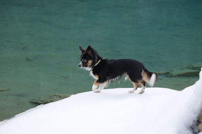 Dog standing on snow covered landscape