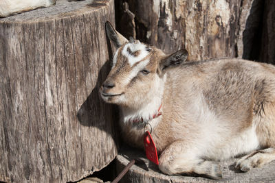 Goat relaxing on tree stump during sunny day