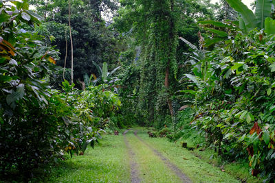 Footpath amidst trees in forest