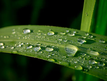 Close-up of water drops on blade of grass