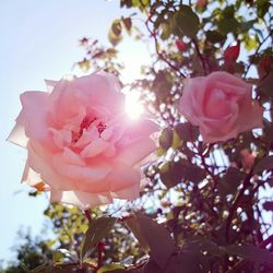 Low angle view of pink flowers blooming against sky