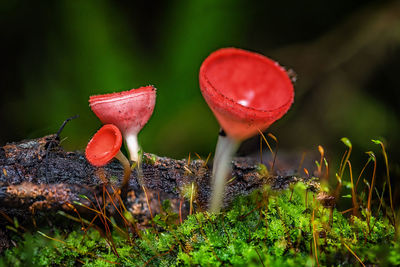 Close-up of mushroom growing on field