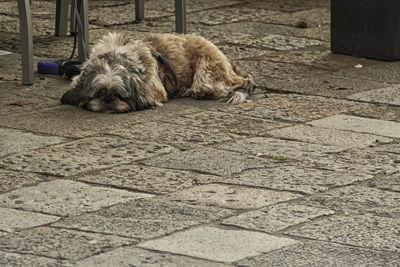 Dog on floor