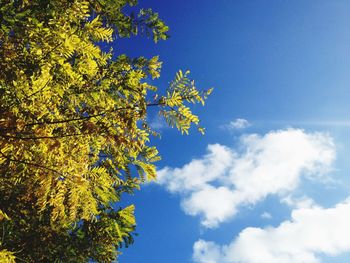 Low angle view of tree against blue sky