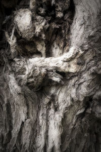 Full frame shot of tree trunk