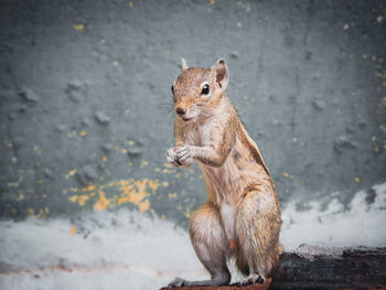 Squirrel sitting on rock