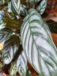 Close-up of fresh green leaves