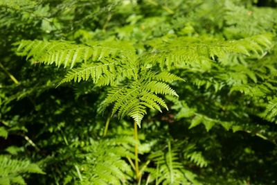 Close-up of fern leaves