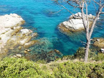 High angle view of tree by sea