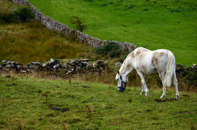 Horses grazing in a field