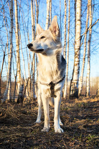 Dog looking away in forest