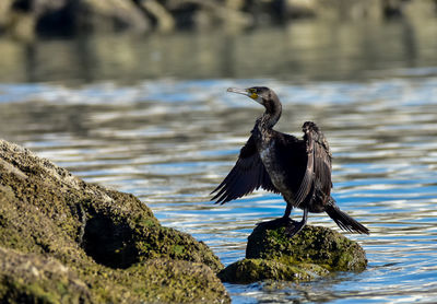 Bird perching on rock by lake
