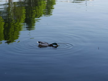 High angle view of ducks swimming in lake