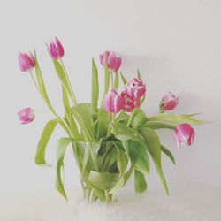 Close-up of pink tulips in vase against white background