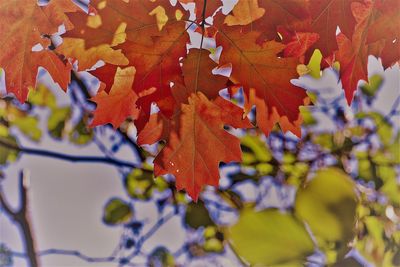 Close-up of orange leaves on tree during autumn