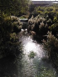 Stream along plants